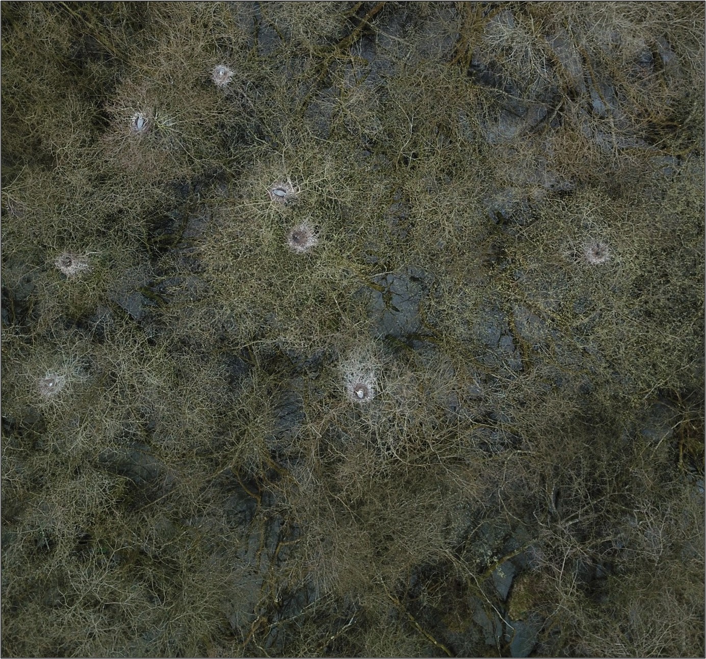 Figure 1 - Part of the Kneppmill Pond Heronry, Drone Image. Dave Green 2018