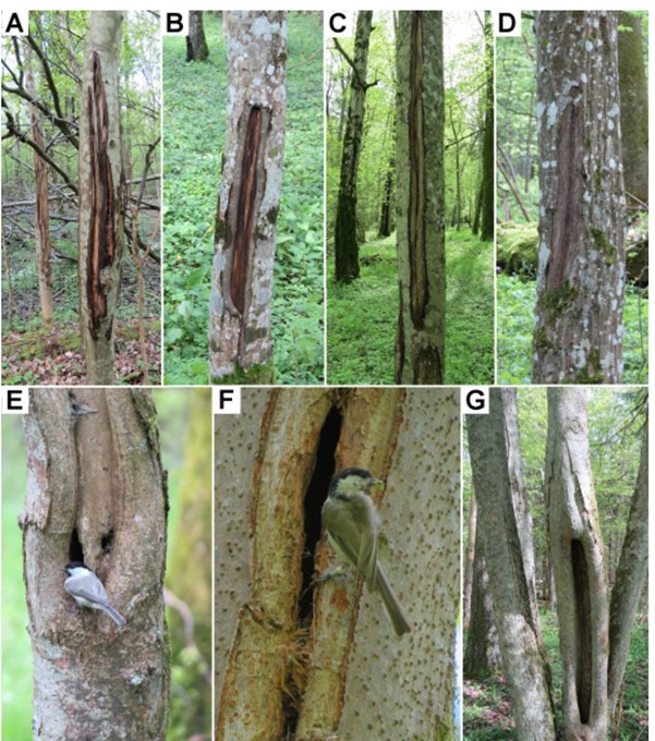 Figure-3-.-Wounds-scars-and-slit-like-cavities-on-trees-in-Bialowieza-National-Park48-caused-by-large-herbivores-and-providing-nesting-sites-for-birds