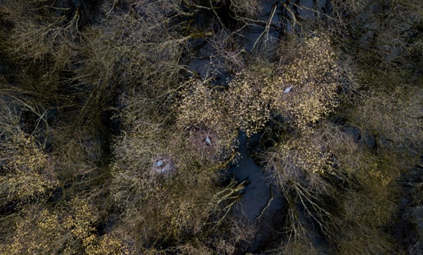 Figure 5 - Sitting Adults and Egg in Nest, Drone Image. Dave Green 2018