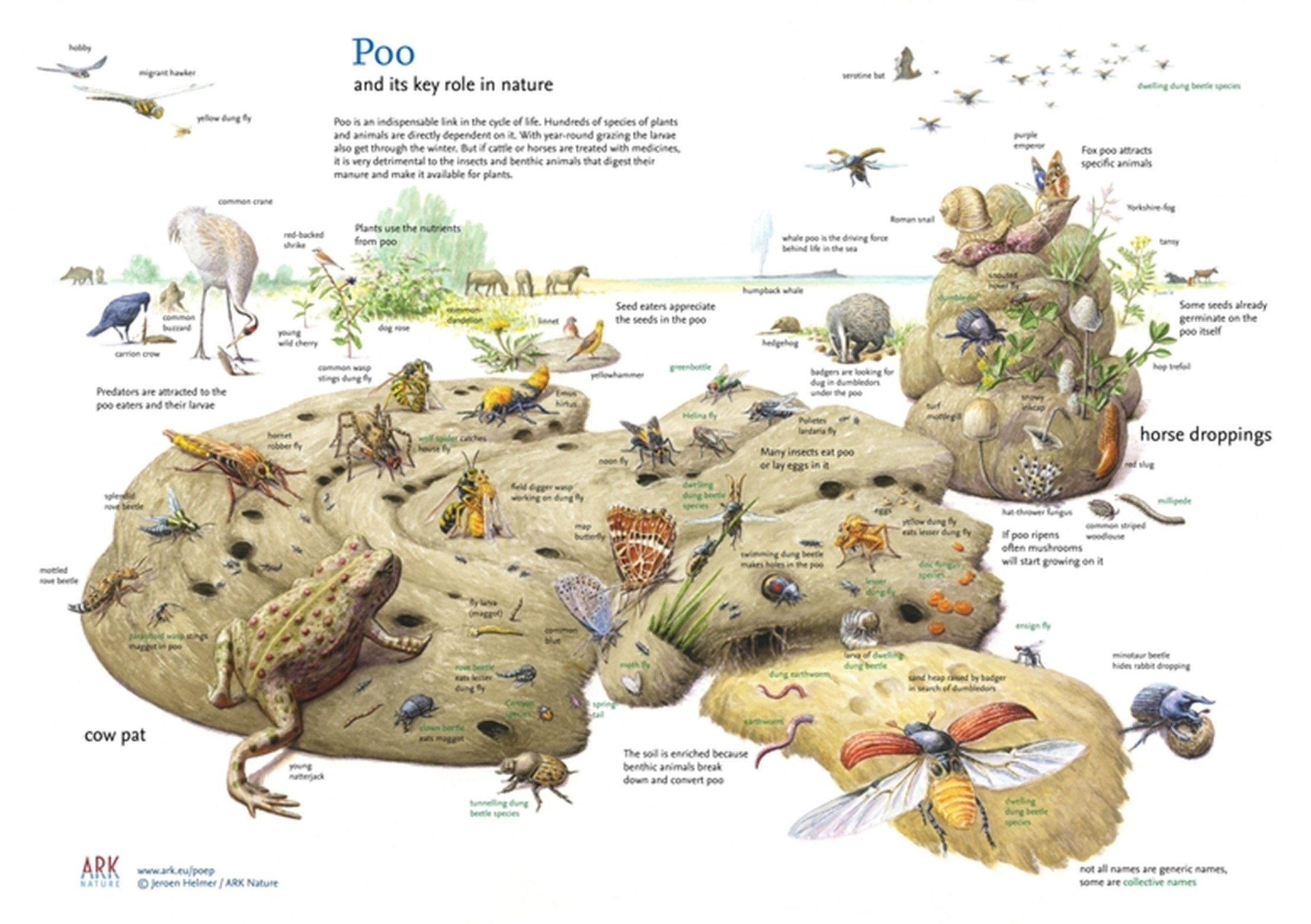 Figure-4-–-Poo-and-its-key-role-in-nature-–-link-to-horse-dung-above-Jeroen-Helmer