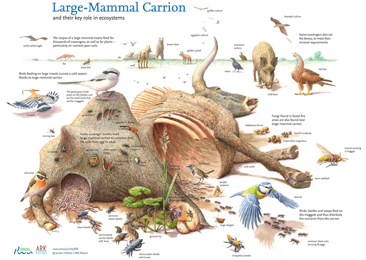 Figure-5-Large-Mammal-Carrion-Jeroen-Helmer.