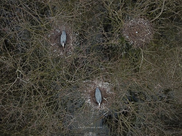 Figure 5 - Sitting Adults and Egg in Nest, Drone Image. Dave Green 2018