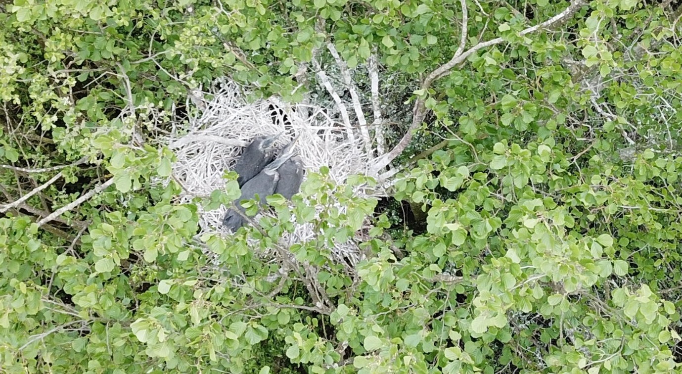 Figure-6-Three-Well-grown-Young.-Dave-Green-2019.