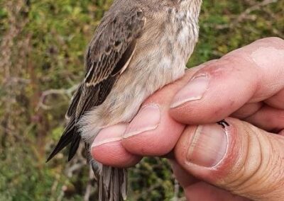 Spotted Flycatcher at the Knepp Estate