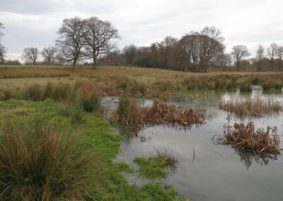 Fig. 11: Survey site 11 - pool on Adur floodplain
