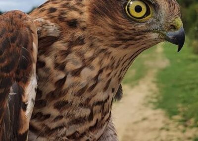 Sparrowhawk at the Knepp Estate