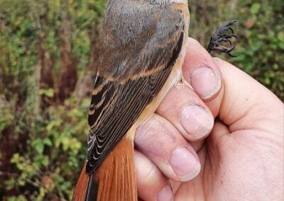 Redstart at the Knepp Estate