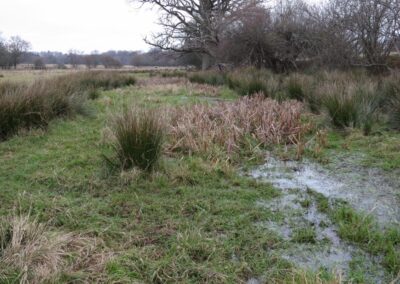 Fig. 7: Survey site 6 & 7 – Pool and surrounding wetland on Adur floodplain