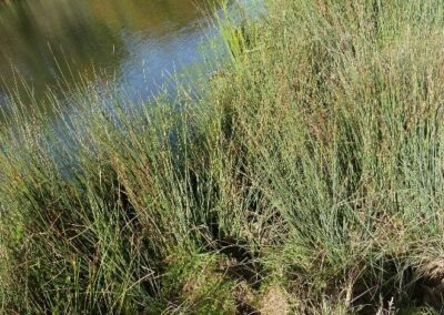 Location 8, Springwood Pond edge