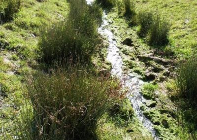 Location 8, Springwood Pond edge