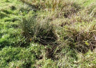 Location 9, Ditch off Pondtail Farm track