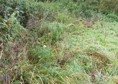 Location 10, fallow field on eastern side of A24.