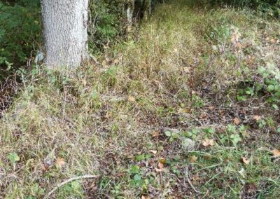 Location 11, southern edge of Hartsgravel Wood