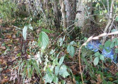 Location 11, southern edge of Hartsgravel Wood