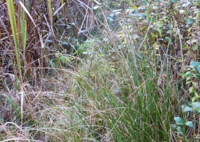 Location 12, Coates Furzefield Pond