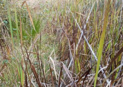 Location 12, Coates Furzefield Pond