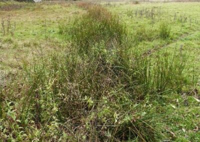 Location 2, below the sluice gate on the river floodplain