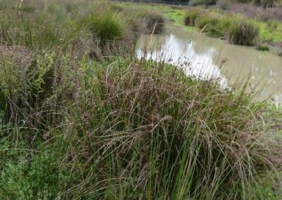 Location 13, Pondfield Lagg