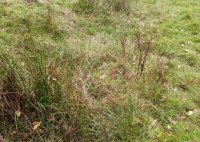 Location 2, below the sluice gate on the river floodplain