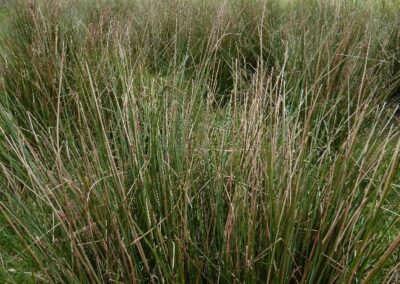 Location 5, Pound Far, dammed-off canalised River Adur