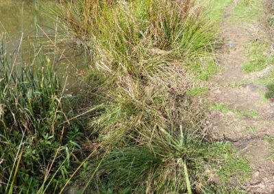 Location 6, Hammer Pond edge