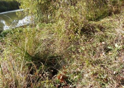 Location 6, Hammer Pond edge