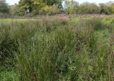 Location 13, Pondfield Lagg