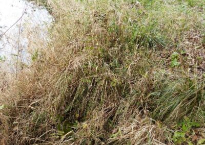 Location 7, River Adur at Capps Bridge in pony paddock