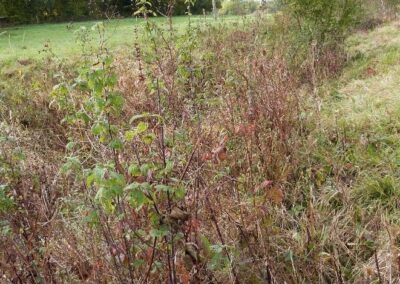 Location 7, River Adur at Capps Bridge in pony paddock