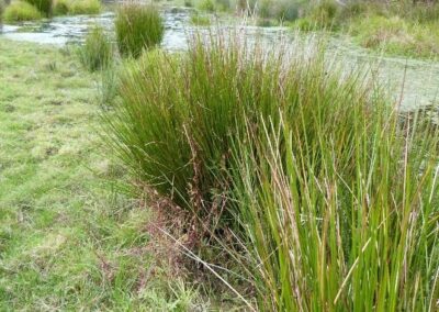 Location 15, Rifle Lagg