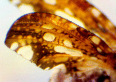 Merzomyia westermanni