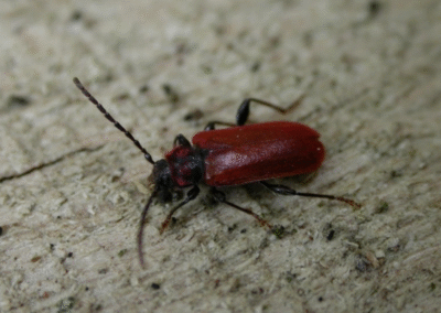 Pyrrhidium sanguineum