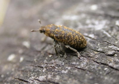 Rhinocyllus conicus