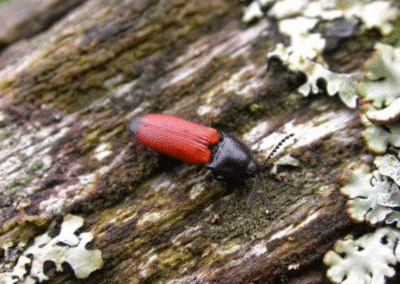 Ampedus elongantulus