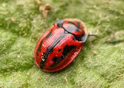 Pilemostoma fastuosa – tortoise beetle