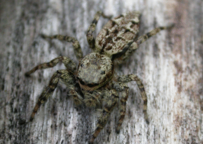 Marpissa muscosa – Nb