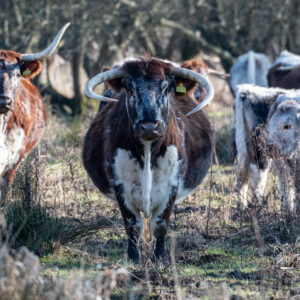Longhorn Cattle at Knepp