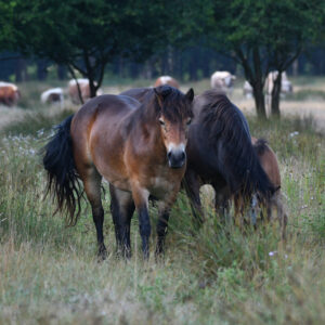 Exmoor pony and foal in winter at Knepp. Photo by Knepp Estate.