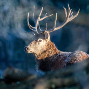 Red Deer Stag in the Rut Middle block Knepp Wildland