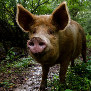 Rootling Tamworth Pigs, by Sam Joy