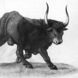 Longhorn Cattle at Knepp